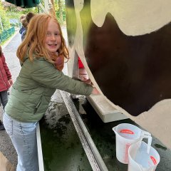 A child from class 3a milks the wooden cow.