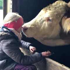 A child and a bull touch nose to nose.