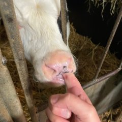 Calf sucking on a finger.