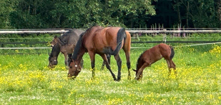 Horses grazing in the pasture