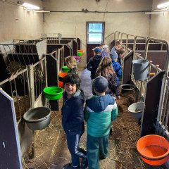I bambini della classe 2a visitano la stalla dei vitelli.