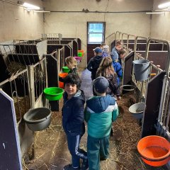 De kinderen van klas 2a bezoeken de kalverstal.