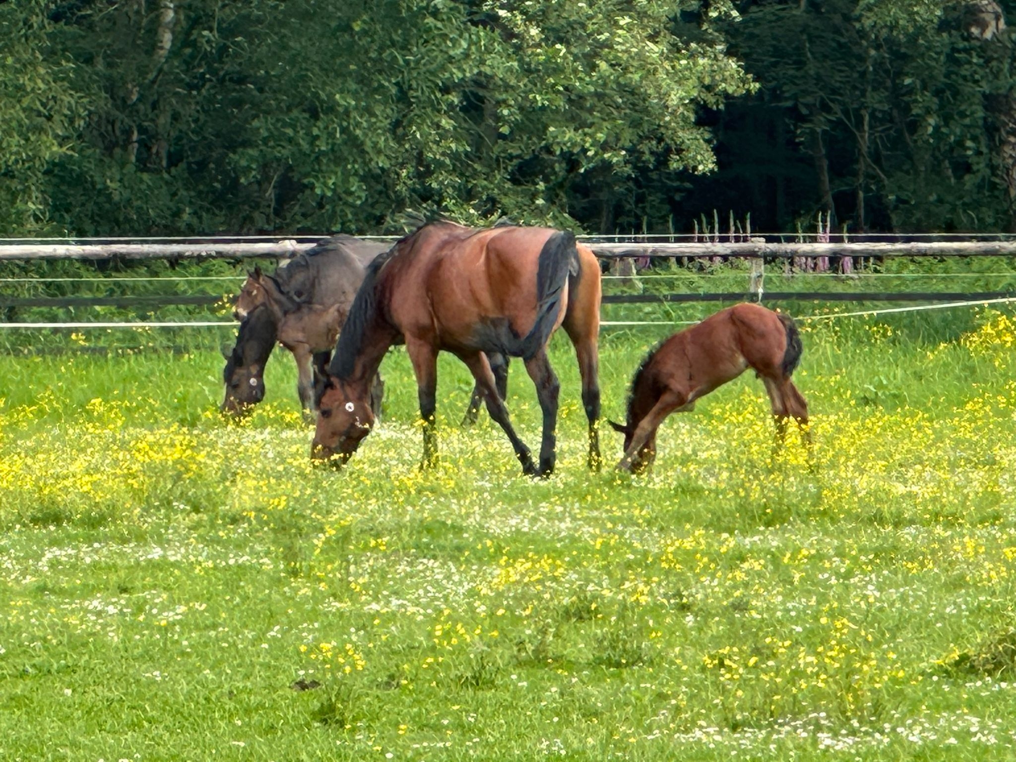 Cavalos a pastar no pasto